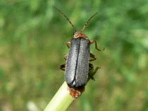 Käfer Flügel