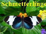Schmetterlinge 160X120