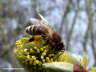 Biene auf Palmktzchen B