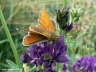 Dickkpfchen Schmetterling auf Blte Photo-Dragomae