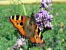 Groer Fuchs Schmetterling Photo-Dragomae