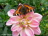 Groer Fuchs Schmetterling auf rosa Blte Photo-Dragomae