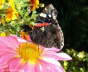 Pfauenauge rosa Blte Photo-Dragomae