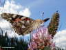 Schmetterling  Distelfalter Kleeblte Photo-Dragomae