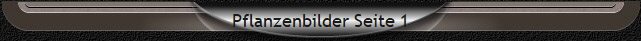 Pflanzenbilder Seite 1