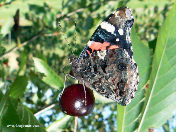 Admiral Schmetterling auf Kirsche Photo-Dragomae