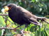 Amsel