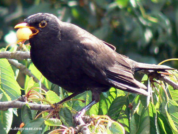 Amsel