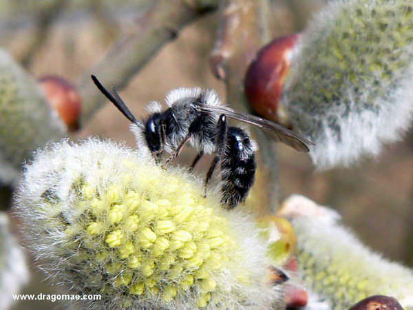 Biene auf Palmk�tzchen