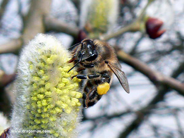 Biene auf Palmk�tzchen A