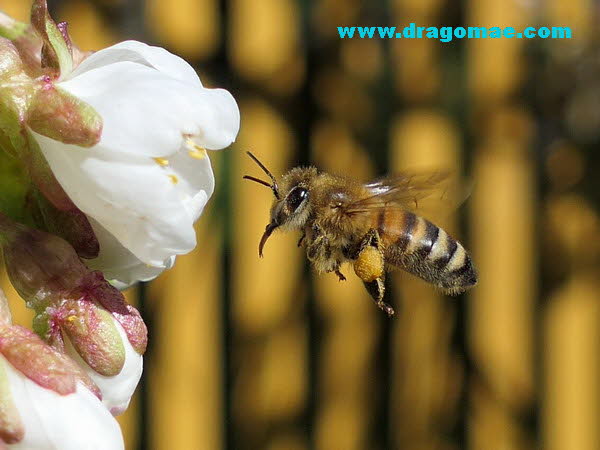 Biene im Flug aufgenommen mit Panasonic FZ 10002