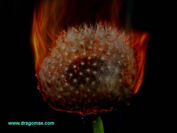 Brennende Pusteblume Photo Dragomae