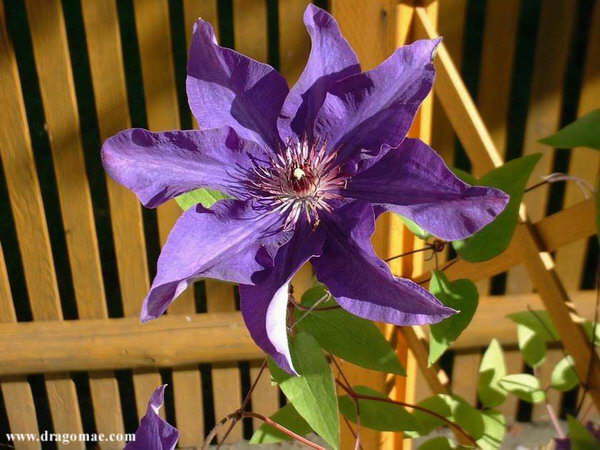 Clematis