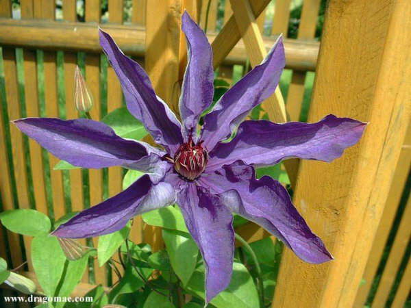 Clematis 2