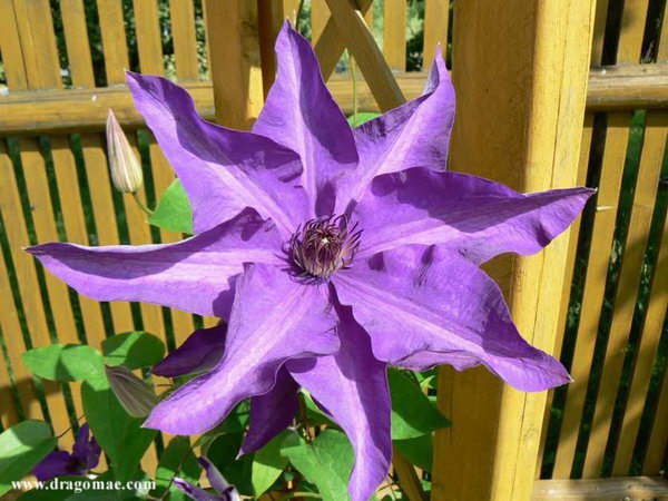 Clematis 3