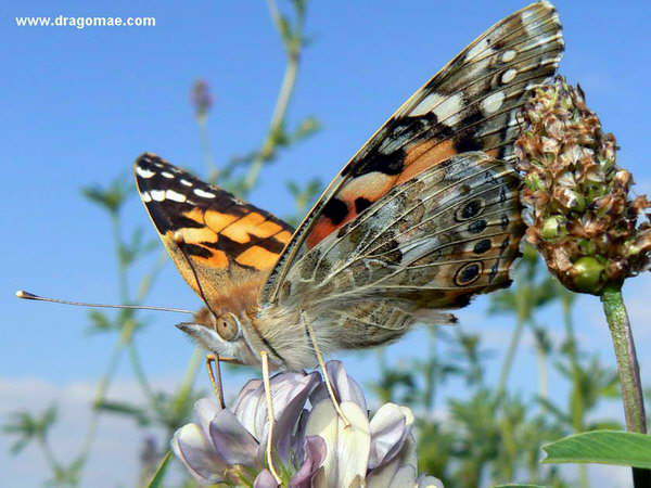 Distelfalter Photo-Dragomae