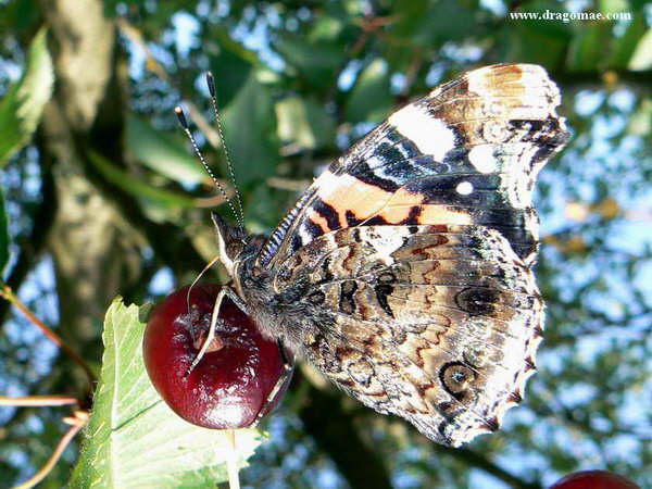 Distelfalter auf Kirsche Photo-Dragomae