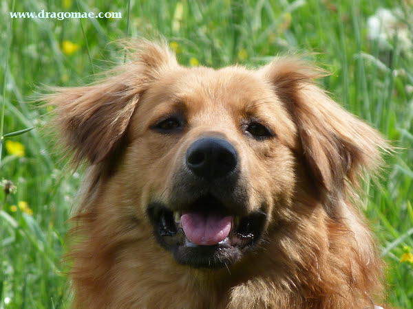 Dragomae Dog Photo Dragomae