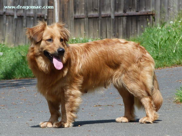 Dragomae Photo Dragomae