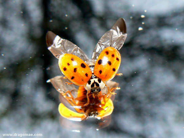 Fenster Marienk�fer