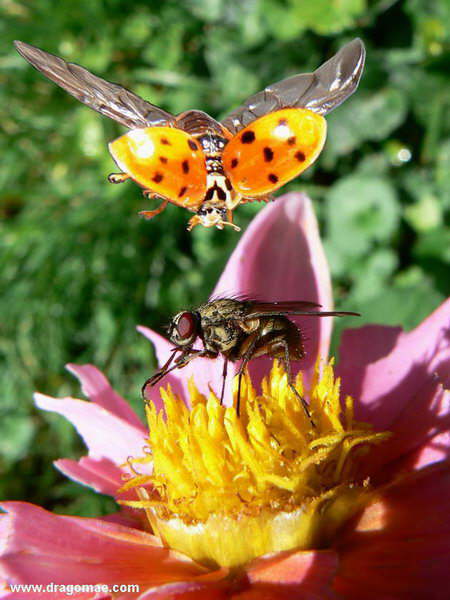 Fliege Marienk�fer