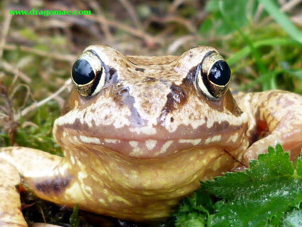 Frosch Bild 3 Photo Dragomae