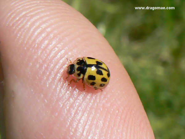 Gelber Marienk�fer