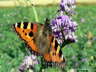 Gro�er Fuchs Schmetterling Photo-Dragomae