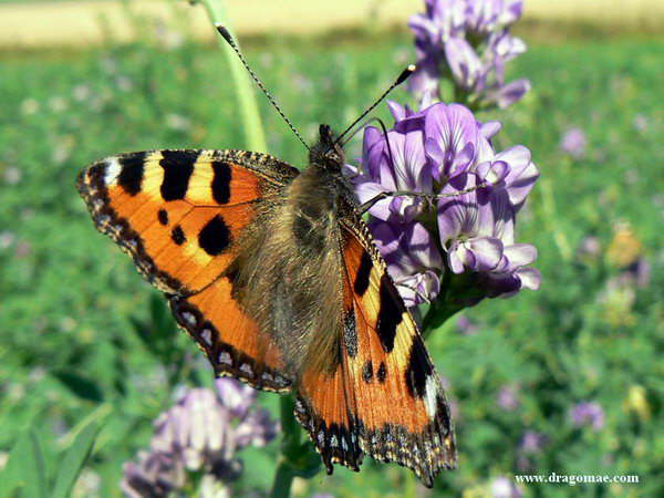 Gro�er Fuchs Schmetterling Photo-Dragomae
