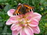 Gro�er Fuchs Schmetterling auf rosa Bl�te Photo-Dragomae