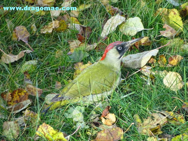 Gr�nspecht Foto Dragomae
