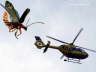 Hubschrauber Insekt