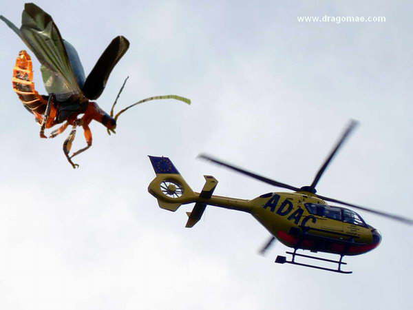 Hubschrauber Insekt