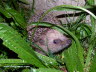 Igel im Gras Photo Dragomae