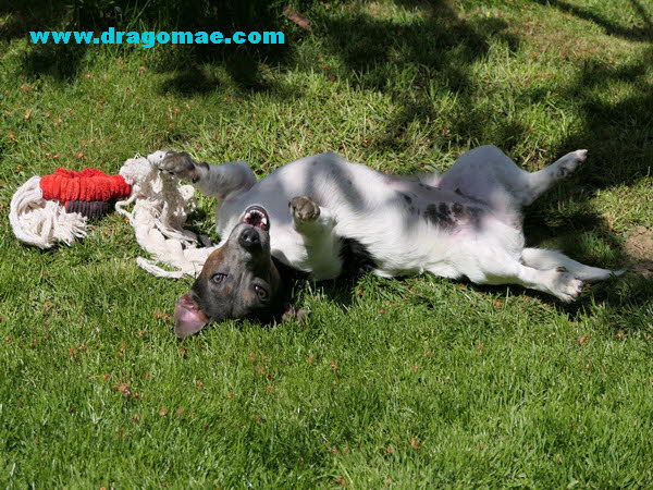 Jack Russel Terrier beim Spielen