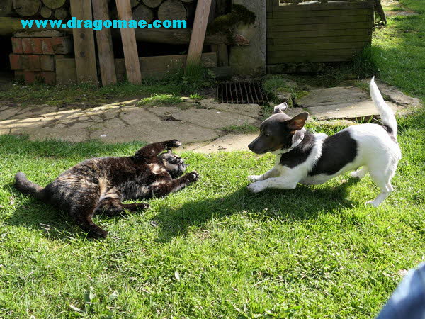 Jack Russel Terrier spielt mit Katze