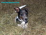 Jack Russel Terrirer im Heu Foto Dragomae