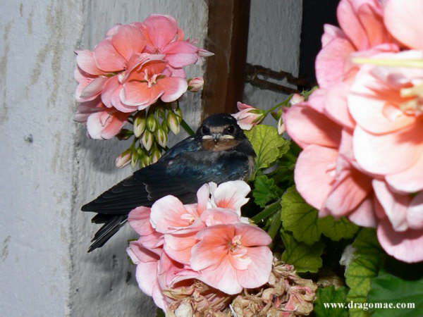 Junge Schwalbe auf Bl�te