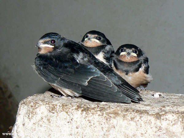 Junge Schwalben