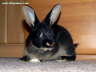 Junger Hase Black