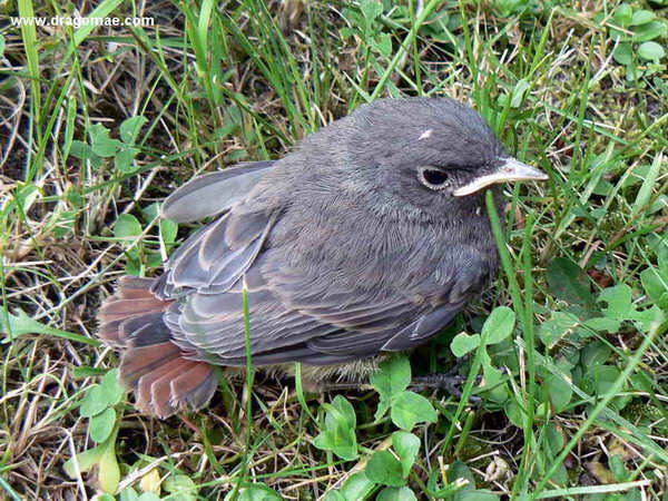 Junges Rotschw�nzchen