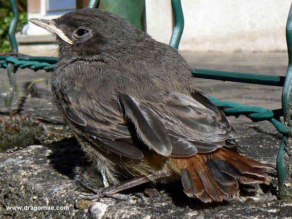 Junges Rotschw�nzchen B