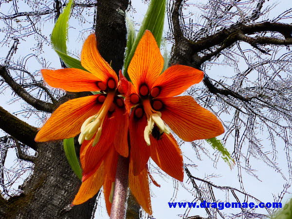 Kaiserkrone mit Post Focus aufgenommen aber mit Wind - �ste