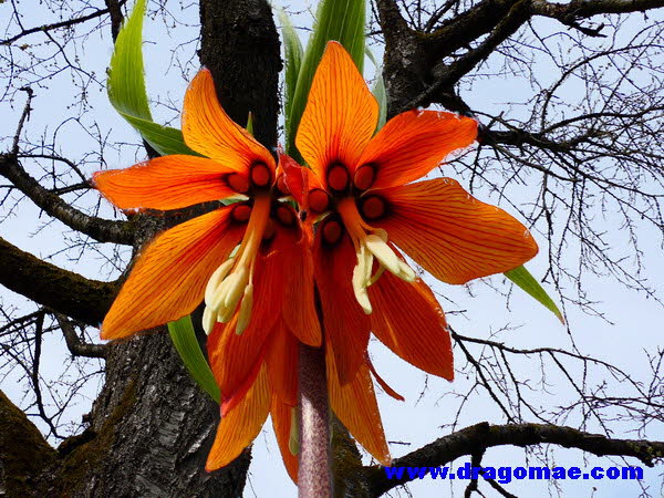 Kaiserkrone mit Post Focus aufgenommen ohne Wind - �ste