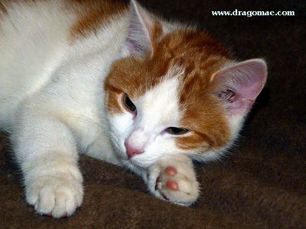 Katze Bild 1 Photo Dragomae