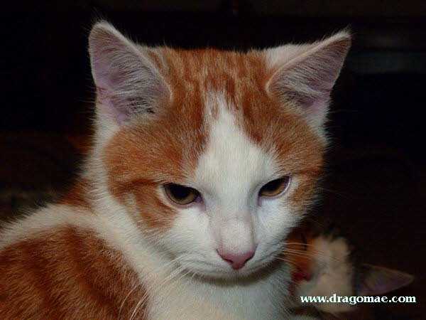 Katze Bild 2 Photo Dragomae
