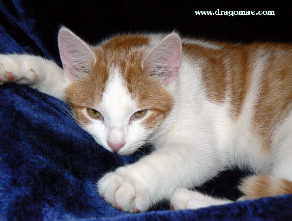 Katze Photo Dragomae