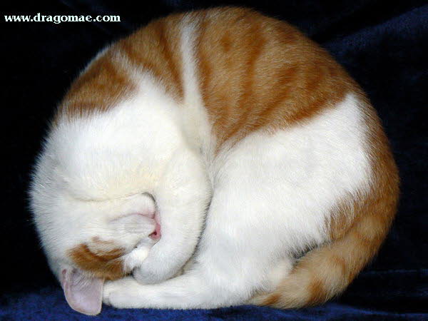 Katze Schl�ft Photo Dragomae