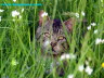 Katze im Gras Foto Dragomae