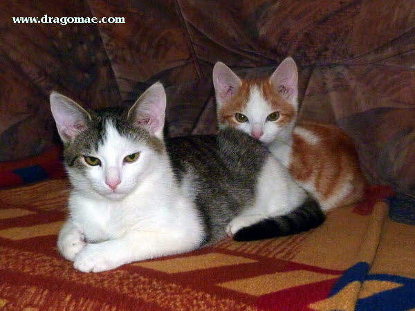 Katzen Photo Dragomae